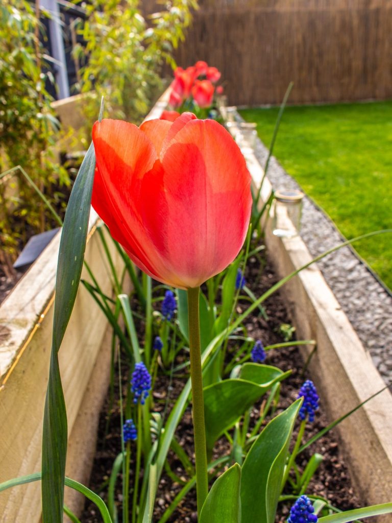 A tulip blooming in a garden maintained by a gardener in Warrington